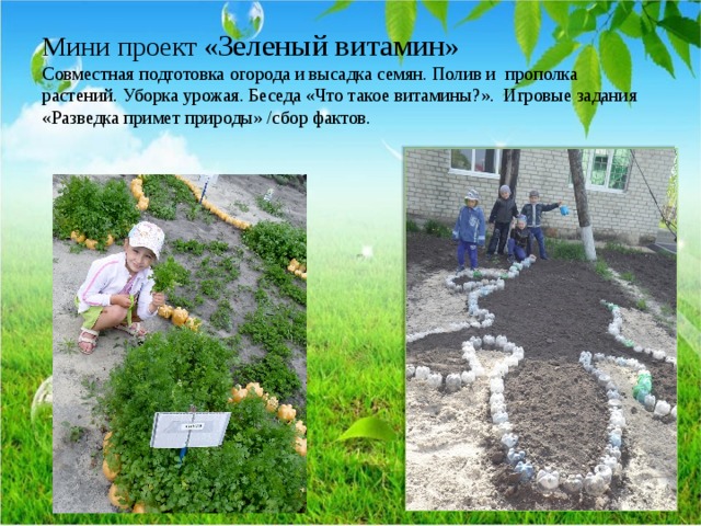 Мини проект « Зеленый витамин »  Совместная подготовка огорода и высадка семян. Полив и прополка растений. Уборка урожая. Беседа «Что такое витамины?». Игровые задания «Разведка примет природы» /сбор фактов.   