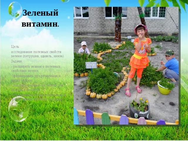 Зеленый витамин . Цель: исследование полезных свойств зелени (петрушка, щавель, кинза). Задачи: - расширять знания о полезных свойствах зелени; - формировать представления о видах зелени; - показать значимость зелени для здоровья человека; - познакомить со значением воды в жизни живых объектов природы. 