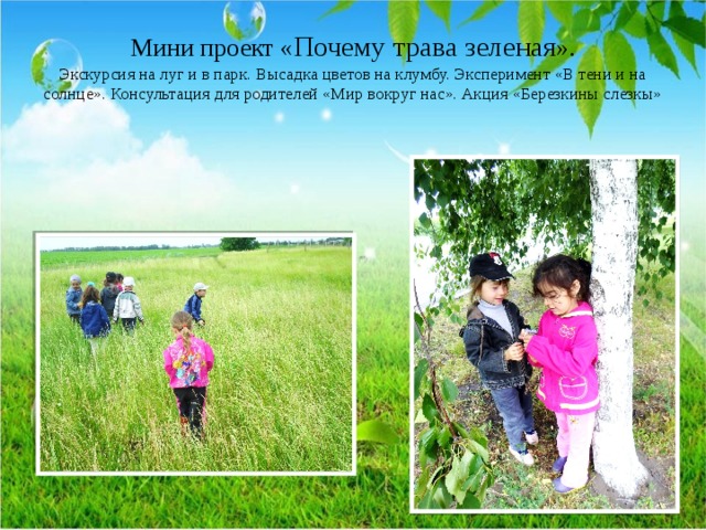 Мини проект « Почему трава зеленая ».  Экскурсия на луг и в парк. Высадка цветов на клумбу. Эксперимент «В тени и на солнце». Консультация для родителей «Мир вокруг нас». Акция «Березкины слезкы» 
