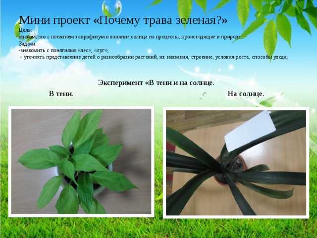 Мини проект «Почему трава зеленая?»  Цель:  знакомство с понятием хлорофитум и влияние солнца на процессы, происходящие в природе.  Задачи:  -знакомить с понятиями «лес», «луг»;  - уточнять представление детей о разнообразии растений, их названия, строение, условия роста, способы ухода;    Эксперимент «В тени и на солнце. В тени. На солнце. 