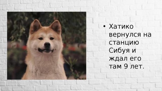 Хатико вернулся на станцию Сибуя и ждал его там 9 лет. 