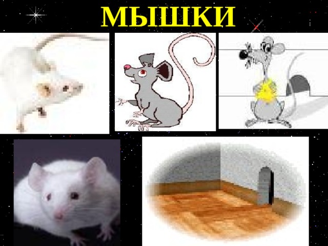МЫШКИ уу  