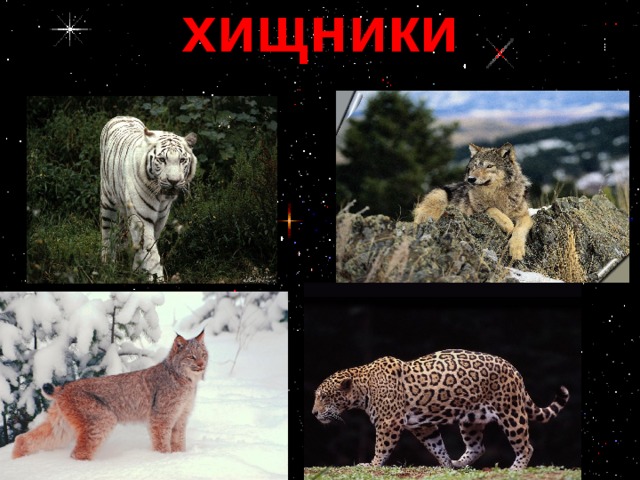 хищники 