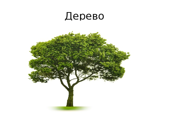 Дерево 