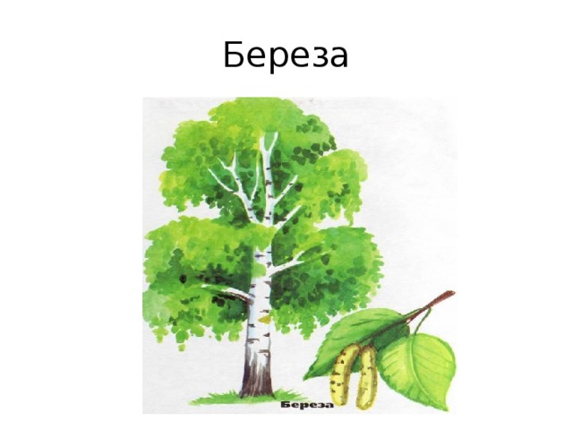 Береза 