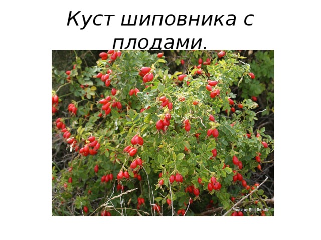 Куст шиповника с плодами. 