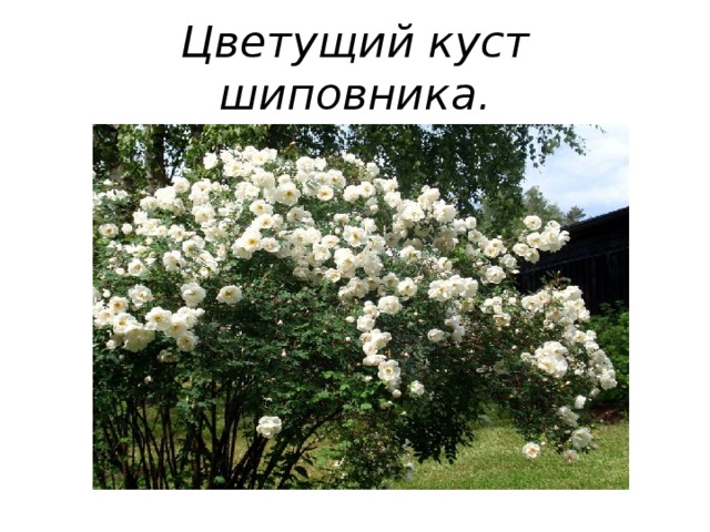 Цветущий куст шиповника. 