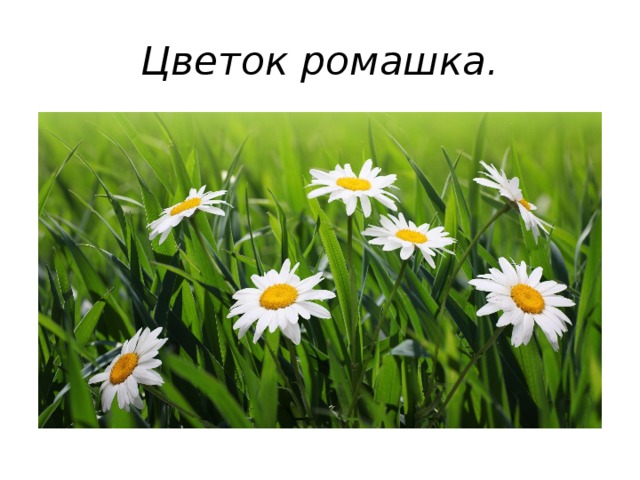 Цветок ромашка. 