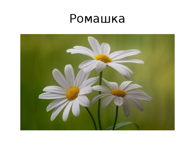Ромашка 