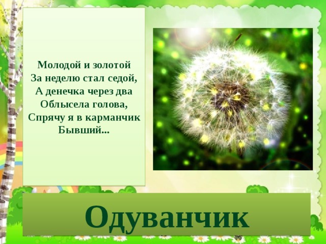 Молодой и золотой  За неделю стал седой,  А денечка через два  Облысела голова,  Спрячу я в карманчик  Бывший... Одуванчик 
