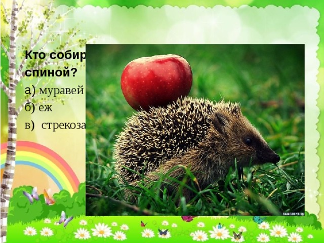 Кто собирает яблоки спиной? а) муравей б) еж в) стрекоза 