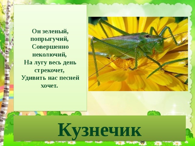 Он зеленый, попрыгучий,  Совершенно неколючий,  На лугу весь день стрекочет,  Удивить нас песней хочет. Кузнечик 