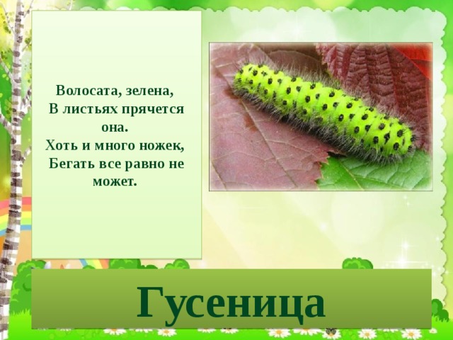 Волосата, зелена,  В листьях прячется она.  Хоть и много ножек,  Бегать все равно не может. Гусеница 