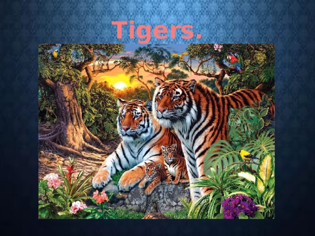 Tigers. 