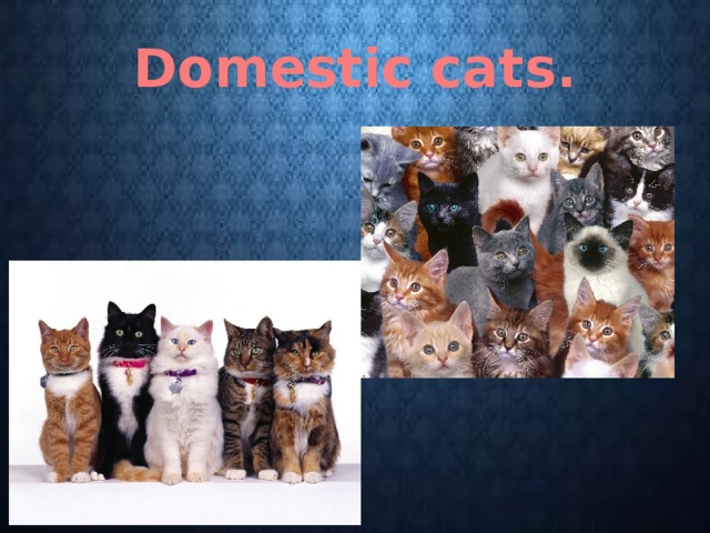 Domestic cats. 