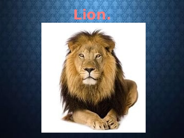 Lion. 