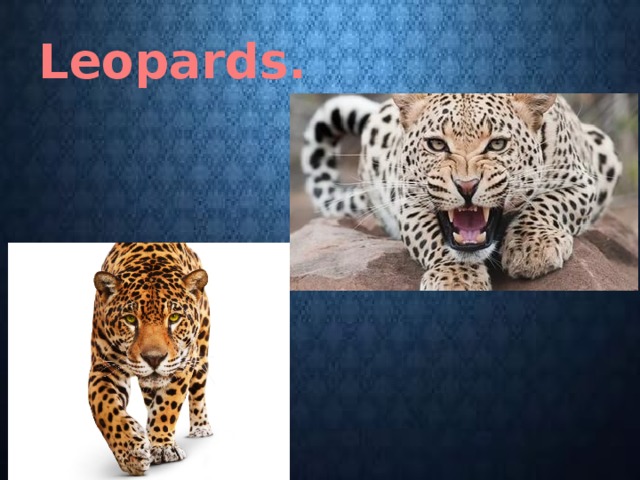 Leopards. 