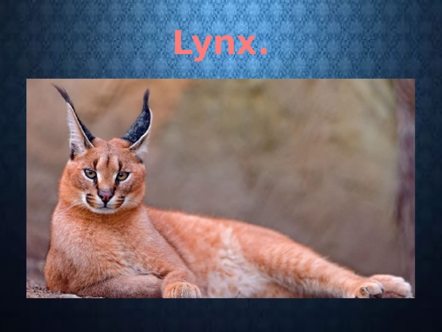 Lynx. 