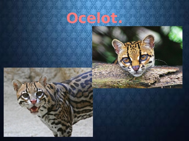Ocelot. 