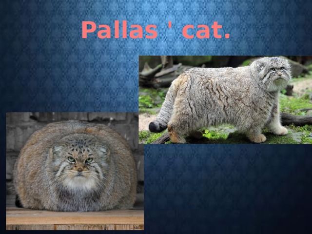 Pallas ' cat. 