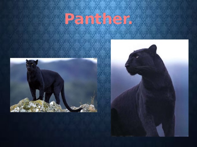 Panther. 