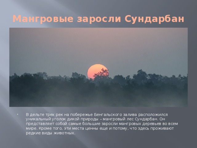 Мангровые заросли Сундарбан В дельте трех рек на побережье Бенгальского залива расположился уникальный уголок дикой природы – мангровый лес Сундарбан. Он представляет собой самые большие заросли мангровых деревьев во всем мире. Кроме того, эти места ценны еще и потому, что здесь проживают редкие виды животных. 