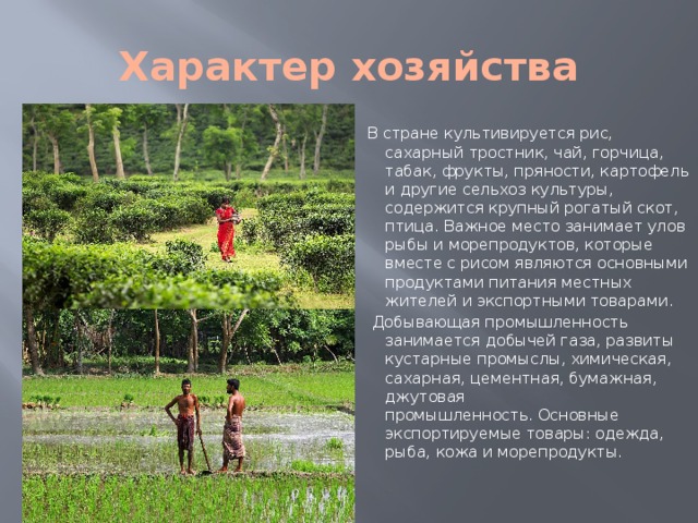 Характер хозяйства В стране культивируется рис, сахарный тростник, чай, горчица, табак, фрукты, пряности, картофель и другие сельхоз культуры, содержится крупный рогатый скот, птица. Важное место занимает улов рыбы и морепродуктов, которые вместе с рисом являются основными продуктами питания местных жителей и экспортными товарами.   Добывающая промышленность занимается добычей газа, развиты кустарные промыслы, химическая, сахарная, цементная, бумажная, джутовая промышленность. Основные экспортируемые товары: одежда, рыба, кожа и морепродукты. 
