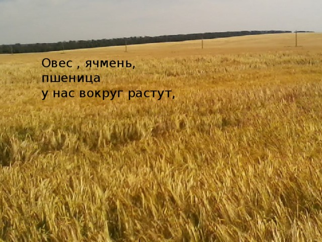 Овес , ячмень, пшеница  у нас вокруг растут, 