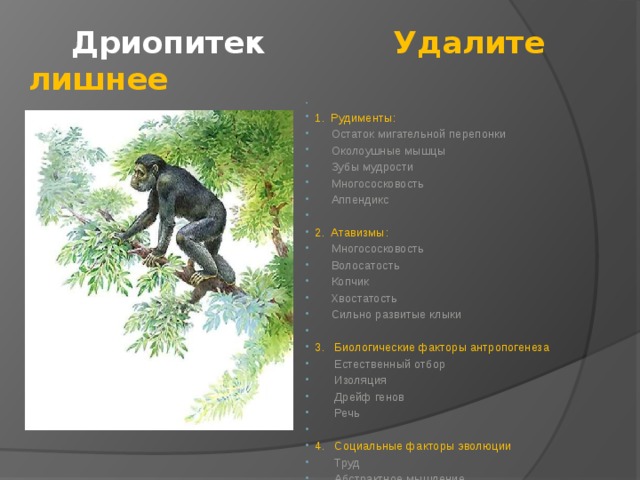  Дриопитек Удалите лишнее   1. Рудименты:  Остаток мигательной перепонки  Околоушные мышцы  Зубы мудрости  Многососковость  Аппендикс   2. Атавизмы:  Многососковость  Волосатость  Копчик  Хвостатость  Сильно развитые клыки   3. Биологические факторы антропогенеза  Естественный отбор  Изоляция  Дрейф генов  Речь   4. Социальные факторы эволюции  Труд  Абстрактное мышление  Наследственная изменчивость  Общественный образ жизни 