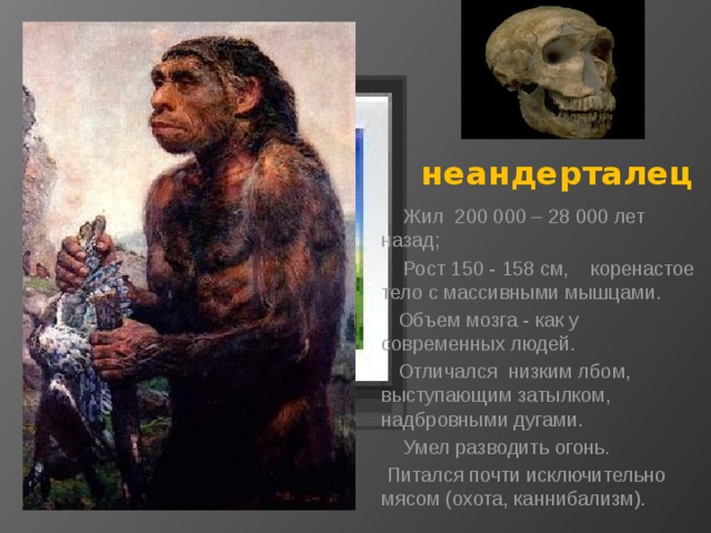 Вставка рисунка  неандерталец  Жил 200 000 – 28 000 лет назад;  Рост 150 - 158 см, коренастое тело с массивными мышцами.  Объем мозга - как у современных людей.  Отличался низким лбом, выступающим затылком, надбровными дугами.  Умел разводить огонь.  Питался почти исключительно мясом (охота, каннибализм). 