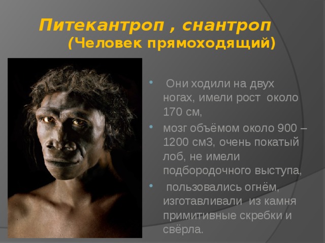 Питекантроп , снантроп  ( Человек прямоходящий)  Они ходили на двух ногах, имели рост около 170 см, мозг объёмом около 900 – 1200 см3, очень покатый лоб, не имели подбородочного выступа,  пользовались огнём, изготавливали из камня примитивные скребки и свёрла. 
