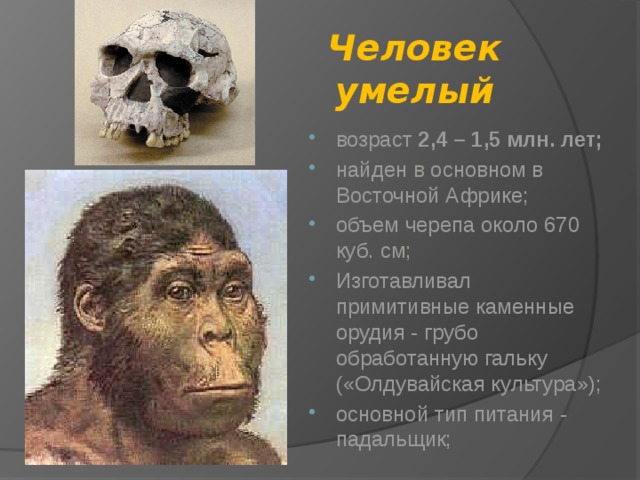 Человек умелый возраст 2,4 – 1,5 млн. лет; найден в основном в Восточной Африке; объем черепа около 670 куб. см; Изготавливал примитивные каменные орудия - грубо обработанную гальку («Олдувайская культура»); основной тип питания - падальщик; 