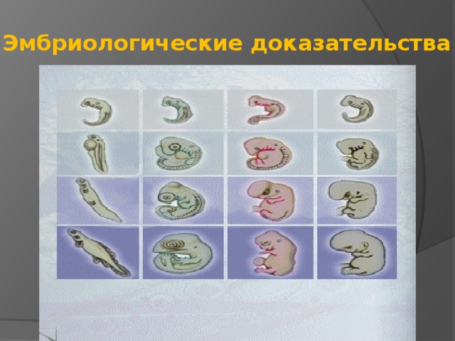 Эмбриологические доказательства 
