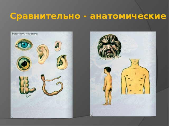  Сравнительно - анатомические 