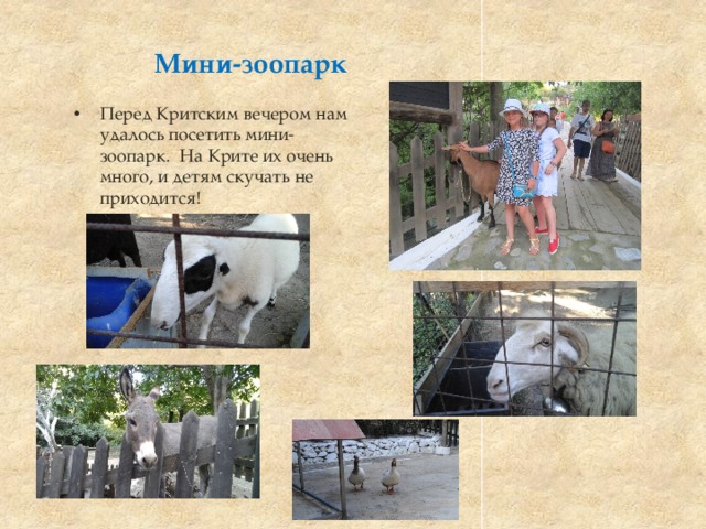 Мини-зоопарк Перед Критским вечером нам удалось посетить мини-зоопарк. На Крите их очень много, и детям скучать не приходится! 