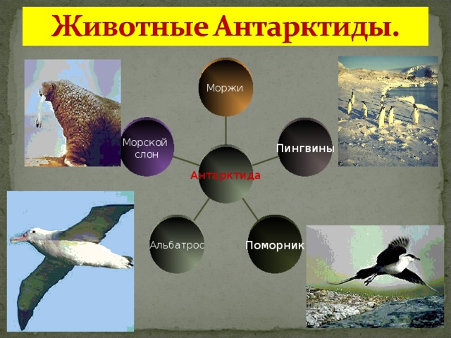 Моржи  Морской слон Пингвины Антарктида Альбатрос Поморник 