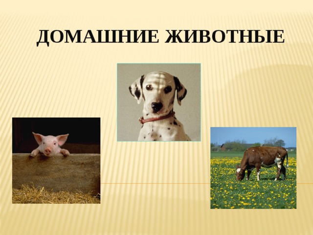 Домашние животные 