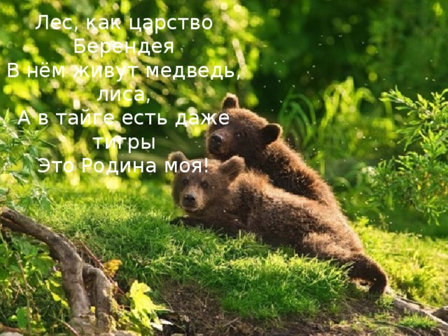 Лес, как царство Берендея В нём живут медведь, лиса, А в тайге есть даже тигры Это Родина моя! 