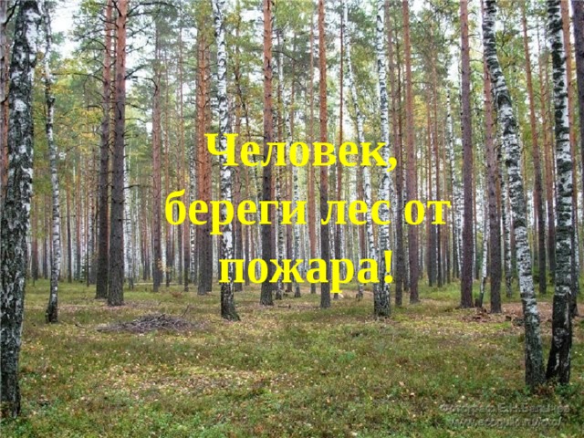 Человек, береги лес от пожара! 