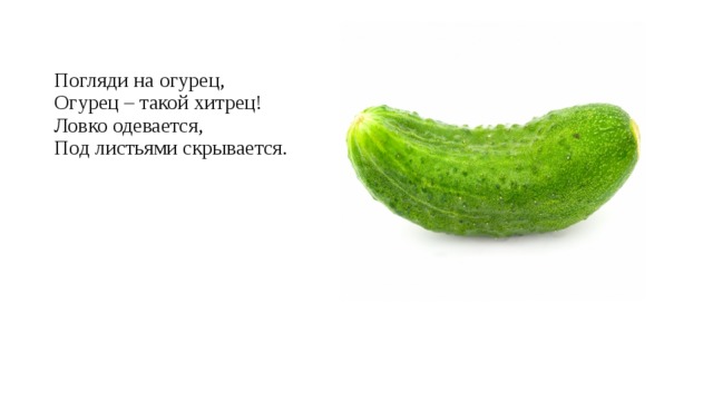 Погляди на огурец,  Огурец – такой хитрец!  Ловко одевается,  Под листьями скрывается. 