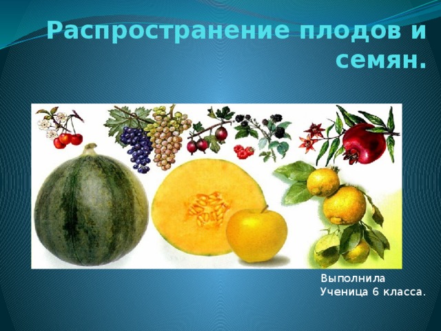 Распространение плодов и семян. Выполнила Ученица 6 класса. 