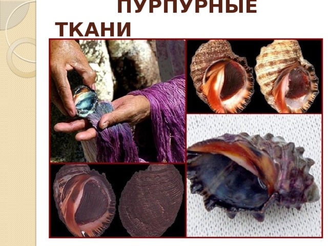  ПУРПУРНЫЕ ТКАНИ 