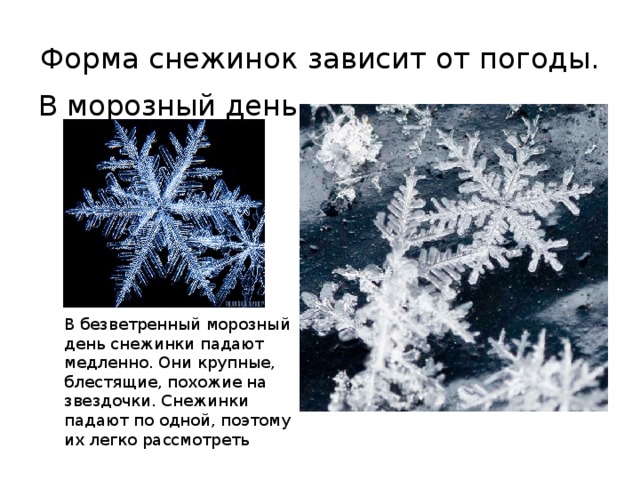 Форма снежинок зависит от погоды. В морозный день. В безветренный морозный день снежинки падают медленно. Они крупные, блестящие, похожие на звездочки. Снежинки падают по одной, поэтому их легко рассмотреть 