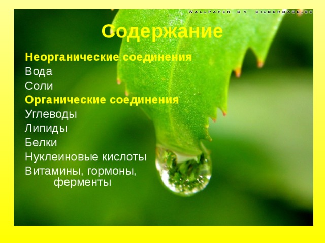 Содержание Неорганические соединения Вода Соли Органические соединения Углеводы Липиды Белки Нуклеиновые кислоты Витамины, гормоны, ферменты 