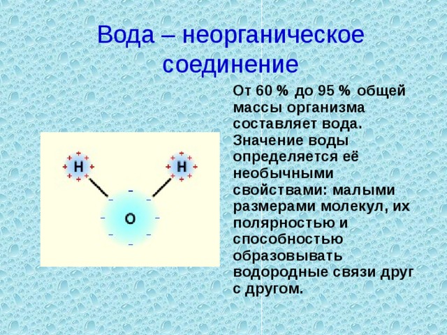 Вода – неорганическое соединение  От 60 % до 95 % общей массы организма составляет вода. Значение воды определяется её необычными свойствами: малыми размерами молекул, их полярностью и способностью образовывать водородные связи друг с другом. 