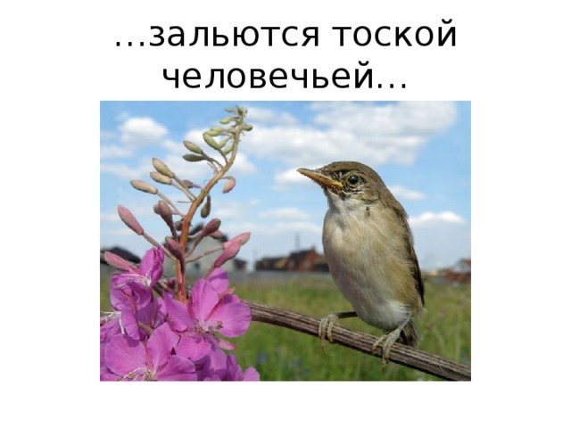 … зальются тоской человечьей… 