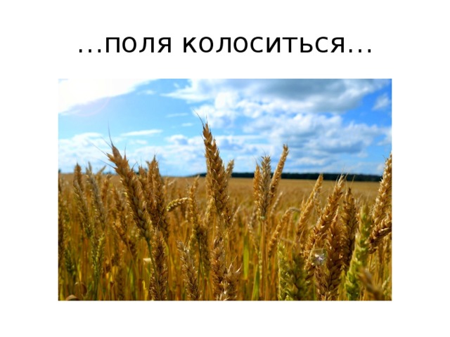 … поля колоситься… 