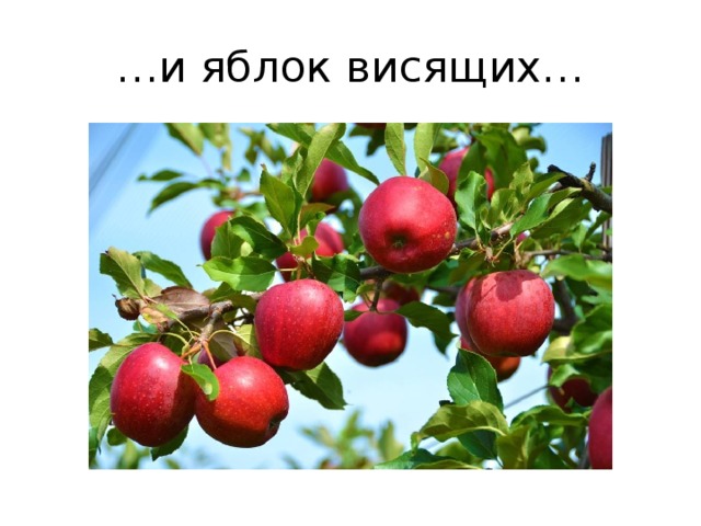 … и яблок висящих… 