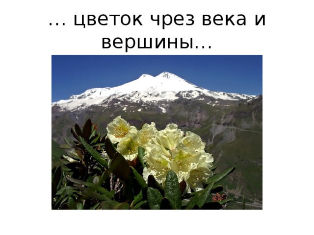 … цветок чрез века и вершины… 