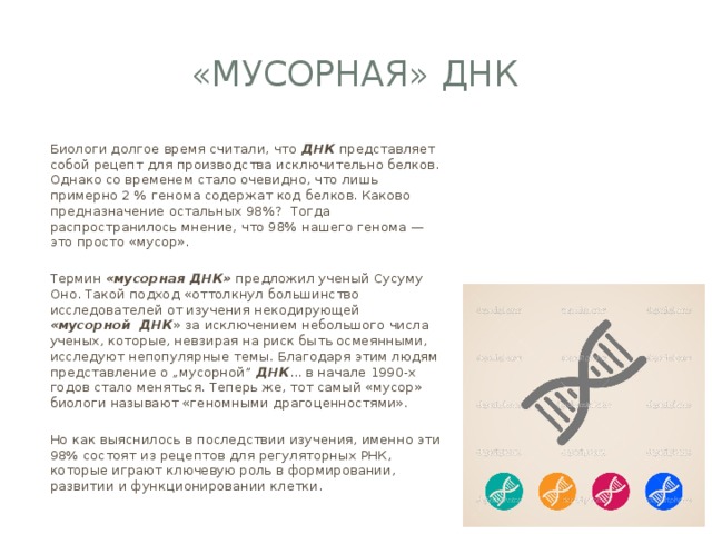 «МУСОРНАЯ» ДНК Биологи долгое время считали, что ДНК представляет собой рецепт для производства исключительно белков. Однако со временем стало очевидно, что лишь примерно 2 % генома содержат код белков. Каково предназначение остальных 98%? Тогда распространилось мнение, что 98% нашего генома — это просто «мусор». Термин «мусорная ДНК» предложил ученый Сусуму Оно. Такой подход «оттолкнул большинство исследователей от изучения некодирующей «мусорной ДНК » за исключением небольшого числа ученых, которые, невзирая на риск быть осмеянными, исследуют непопулярные темы. Благодаря этим людям представление о „мусорной” ДНК ... в начале 1990-х годов стало меняться. Теперь же, тот самый «мусор» биологи называют «геномными драгоценностями». Но как выяснилось в последствии изучения, именно эти 98% состоят из рецептов для регуляторных РНК, которые играют ключевую роль в формировании, развитии и функционировании клетки.  
